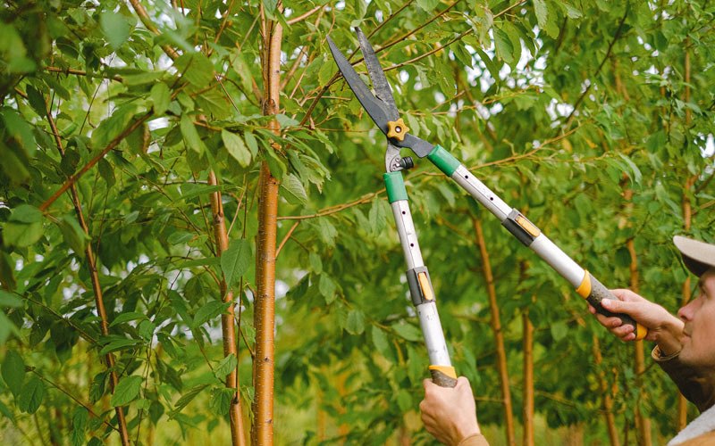 Tree trimming in Bullhead City, AZ